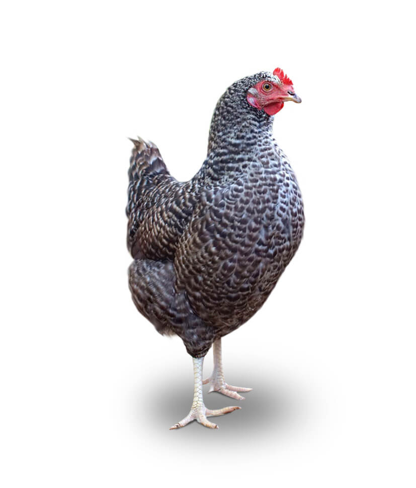 Typ_Huhn_Sperber