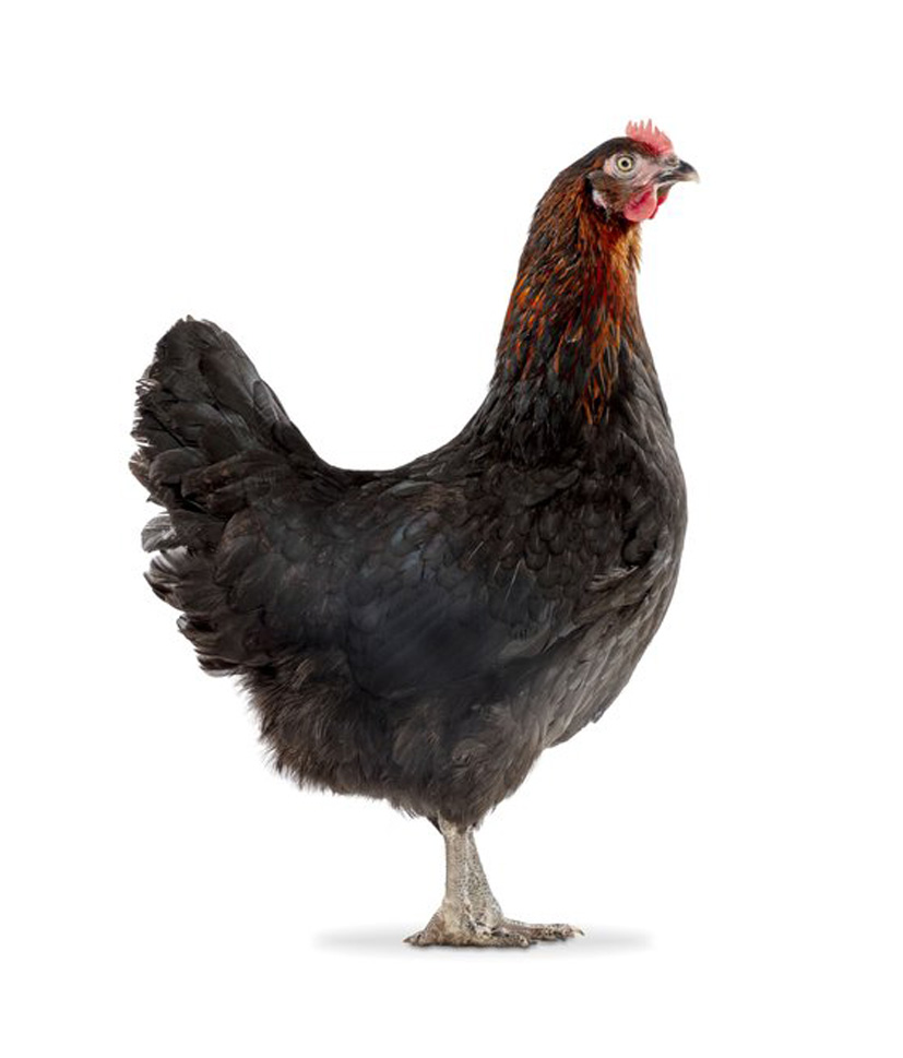 huhn-black